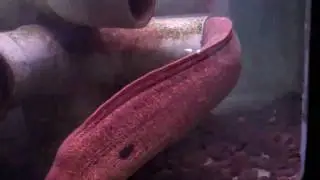 Morro Bay Aquarium