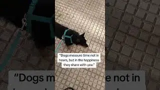 &ldquo;Dogs measure time not in hours, but in the happiness they share with you.&rdquo;#dogshorts
