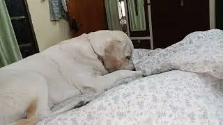 इसको किसी से मतलब नहीं 🤣#viralvideo #labrador #youtubeshorts #video #jojothecuteleb #ytshorts 