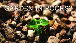 How To Grow A Garden In Rocky Soil