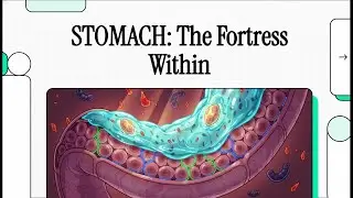STOMACH: The Fortress Within