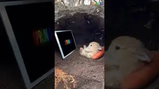Small Bunny Watching incredibox Sprunki Animated Intro #sprunki #incredibox