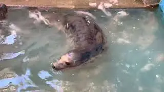 Messy seal pups at the GSPCA