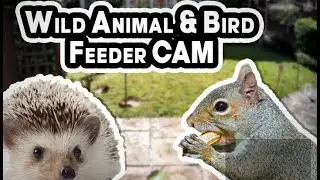 LIVE HD Wild Animal & Bird Feeder Cam - UK - Hedgehogs, Squirrels & Bird Watching