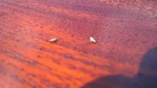 Live Woodworm - These are Live Woodworm Beetles - The Common Furniture Beetle.