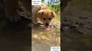 Amazing scene of dog drinking water | When a thirsty dog ​​drinks water | Dog Video | #shorts |Funny