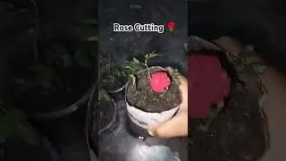 simple process to grow rose cutting 🌿❤️ #rose #easytogrow #garden