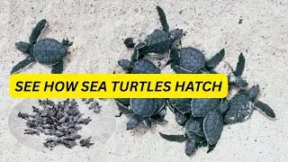 When Nature Collides: Sea Turtle Hatchlings Battle Hurricane Erin's Fury
