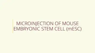 Microinjection of Mouse Embryonic Stem Cell (mESC)