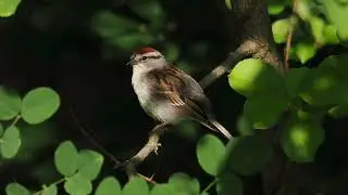Chipping Sparrow Calls (Spizella passerina)