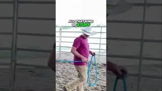 Mastering Trust and Techniques in Horse Training