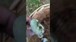 Russula virescens
