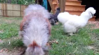 Teenage silkie rooster crow