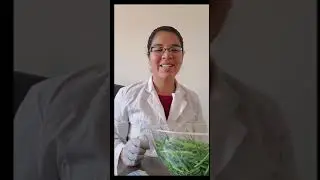 Tracking Energy and Matter in a Compost