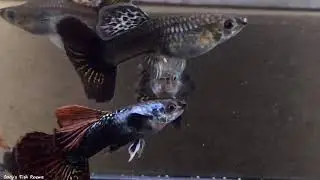 Dumbo Dragon - Gary&rsquo;s Fish Rooms