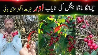 Hidden Herbal Treasure of Changa Manga Forest | Amazing Benefits of Smilax Aspera Plant