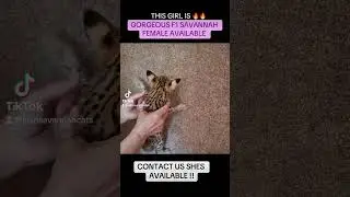 F1 SAVANNAH KITTENS AVAILABLE !! www.lushsavannahcats.com #f1savannah #africanserval #savannahcats