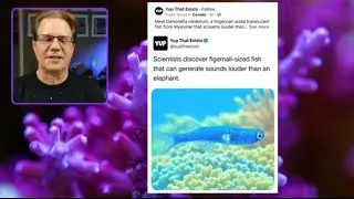 Cyano, a fake fish, Hydros&rsquo;s new emergency settings,  and more