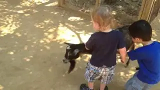 Gage the Goat Hugger