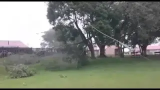 Tipuana tree felling
