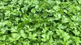 Valo tips for bakor plants
