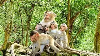 Babies sitter monkey looked after a dozen of babies monkey lost their mom