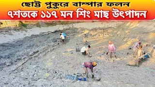 ৭শতকে ১১৭ মন শিং মাছ উৎপাদন, ছোট্ট পুকুরে বাম্পার ফলন.. || catfish bd 