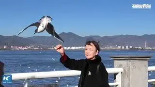 Migratory birds weave decades of human nature harmony in China s  Spring City