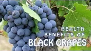 HEALTHY  Homemade grape juice. Fresh grape juice
