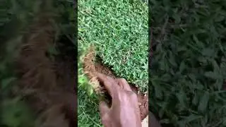 .pearl grass നടുമ്പോൾ ഇത്രയും കാര്യങ്ങൾ നമ്മൾ പ്രധാനമായും ശ്രദ്ധിച്ചാൽ മതി