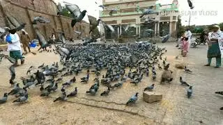 OLD Man Serving Food For 1000 thousands Peigons at | Multan Qilla | by TahirAslamVlogs
