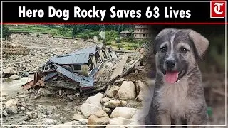 Rocky, a dog saved an entire village during Mandi floods. Here is how