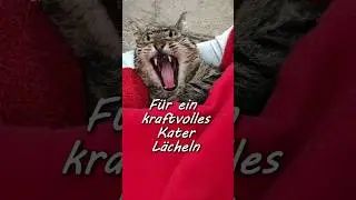 Baxie's Zahnpflege Routine bei FORL I #Katzen #Cute #FORL #Zahnfleischentz&uuml;ndung #Katzenz&auml;hne