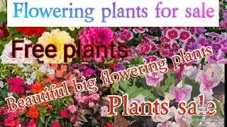 Flowering plants# combo offer#Free plant# online sale