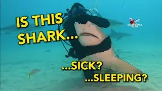 Is this Shark Sick, Sleeping, Dying?  The truth about the way sharks breathe... #shark #sharks