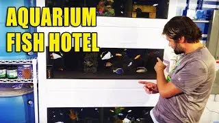 All the Fish in my Aquarium Fish Hotel