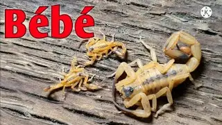 Accouplement de mygales, nouvelles espèces, bébés Cloportes !!!!