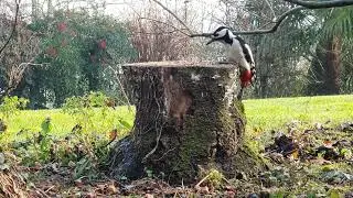 Picchio rosso maggiore ( Dendrocopos major )