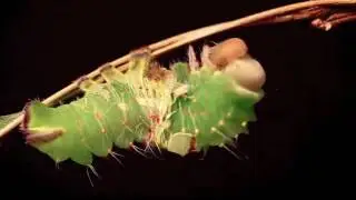 Polyphemus Caterpillar Sheds its Skin at The Caterpillar Lab
