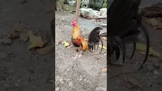 PUMPKIN HATCH and PUMPKIN SWEATER. #ROOSTER #BACKYARD #BREEDER.