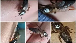 ABELHA RAINHA MARCADA &Eacute; OUTRO NIVEL!!! ENCONTRE A ABELHA RAINHA #SHORTS
