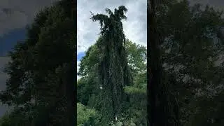 Incredible Weeping Norway Spruce. #garden #tree #nature #spruce