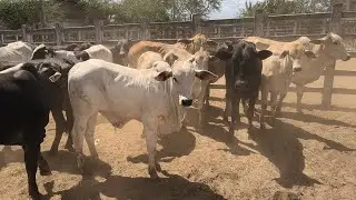 Cattle weighing 1,300 head in Campina Grande, Para&iacute;ba, today.
