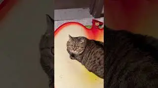 Adorable Spy Cat with Big Round Eyes and Short Legs 🕵️🐾 #shorts