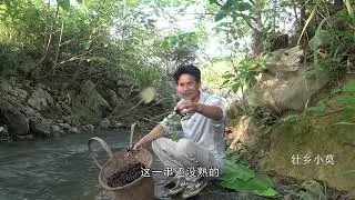 2024年第一批野葡萄成熟了，小莫收购了满满一背篼，吃过瘾了 野葡萄#我的乡村生活 #野葡萄熟了