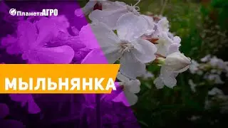 💮 Семена цветов Мыльнянка, Сапонария 🌿 Планета Агро