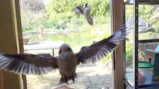 Fly in restaurant for wild kookaburras!