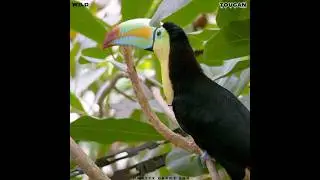Amazing Toucan Bird  Watch this Colorful Beauty in Action |😍 Toucan bird #birds #viral #shorts