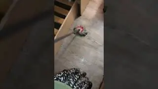 (ASMR) OCD exposure therapy: mopping next to a cat