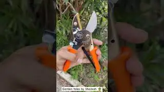 FALCON ECONOMY M-2 Prunning Secateur🪴 #gardening #rosecutting #gardentools #terracegarden #bhopal